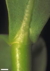 Veronica dieffenbachii. Broad, slightly amplexicaul leaf base. Scale = 1 mm.
 Image: W.M. Malcolm © Te Papa CC-BY-NC 3.0 NZ